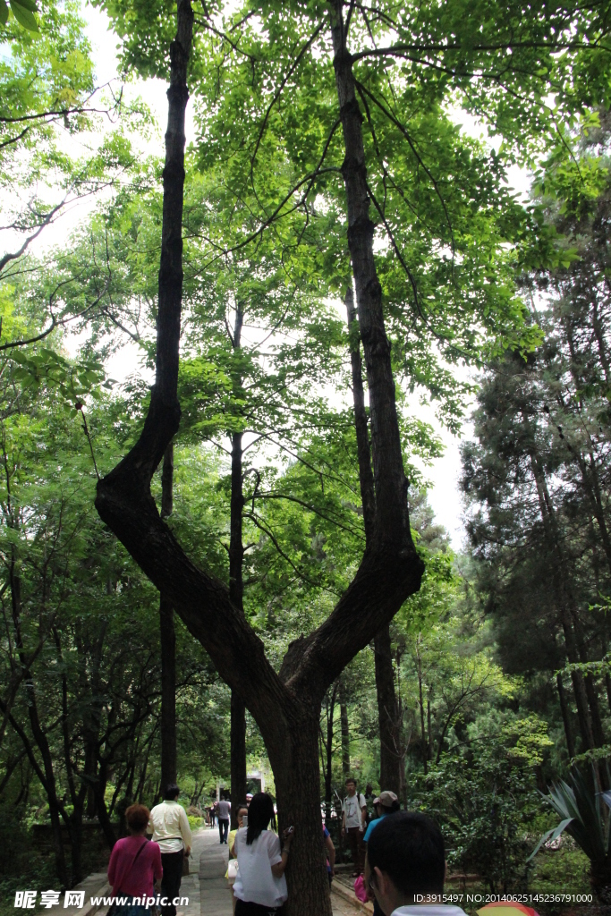 云南竹林