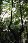 云南竹林