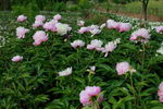 芍药花