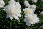 芍药花