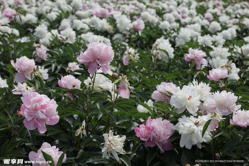 芍药花