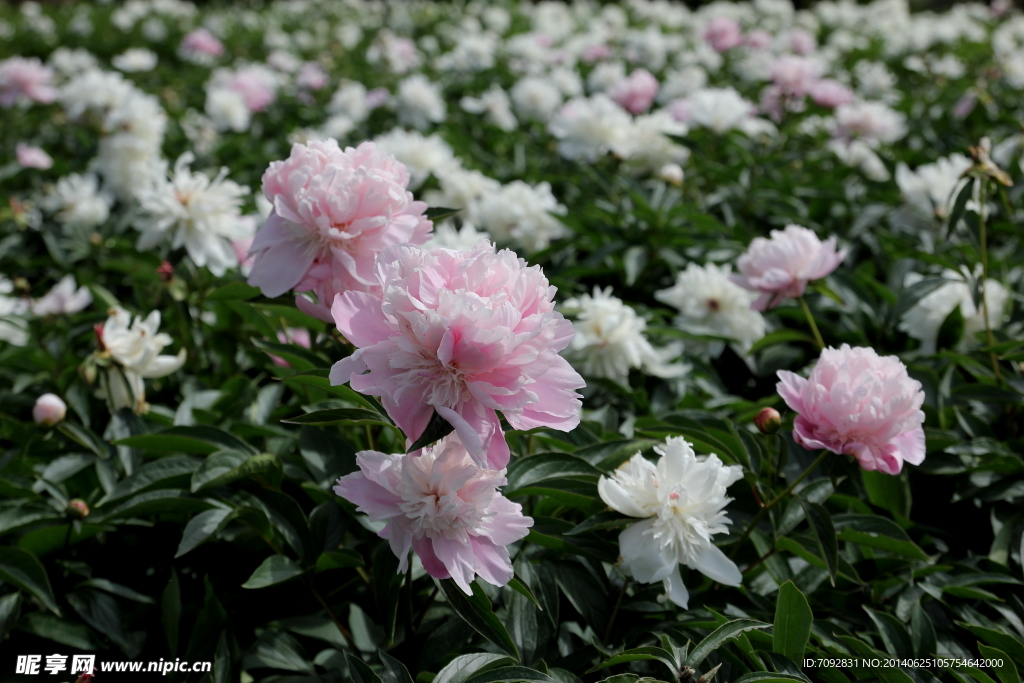 芍药花田