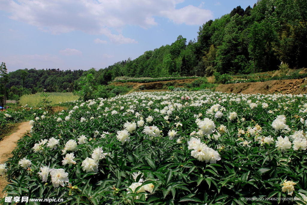 芍药花田