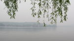 湖边垂柳
