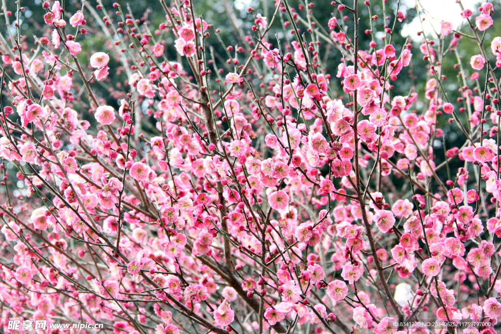 梅花