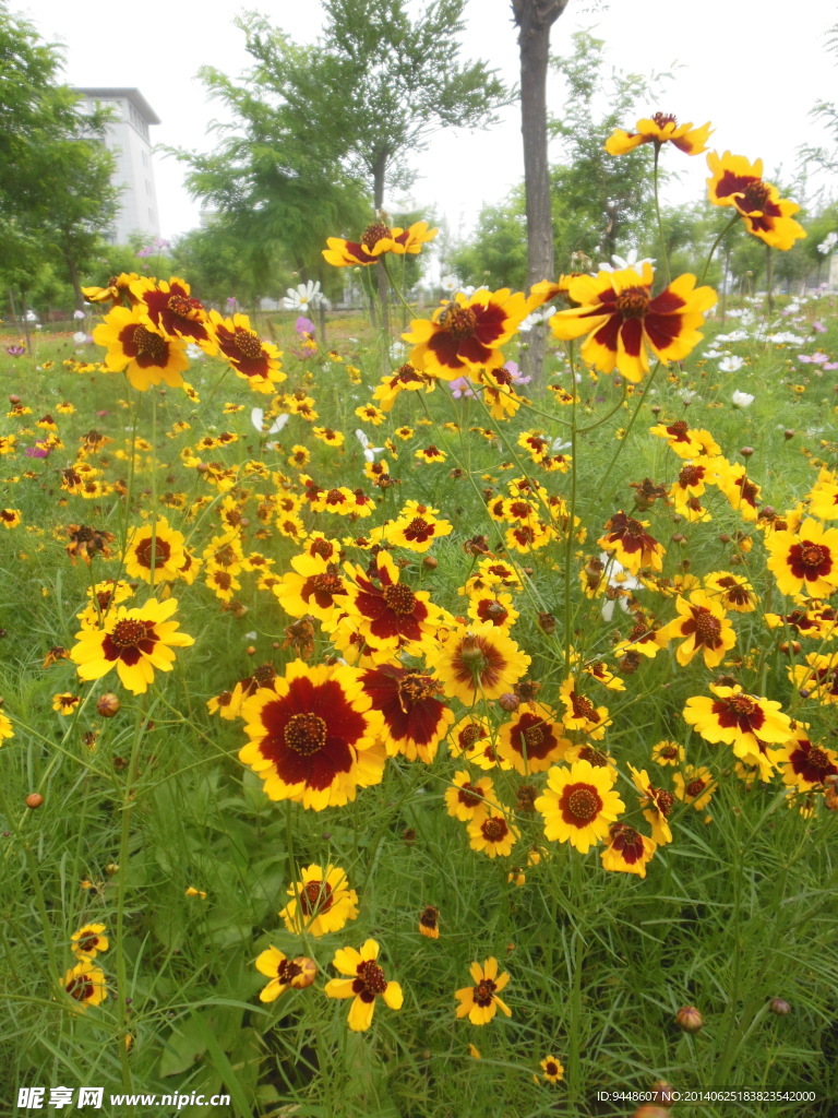 格桑花