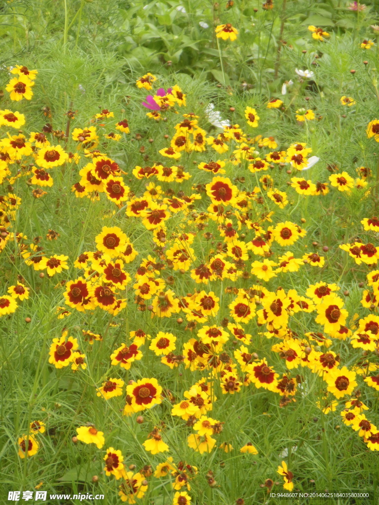 格桑花