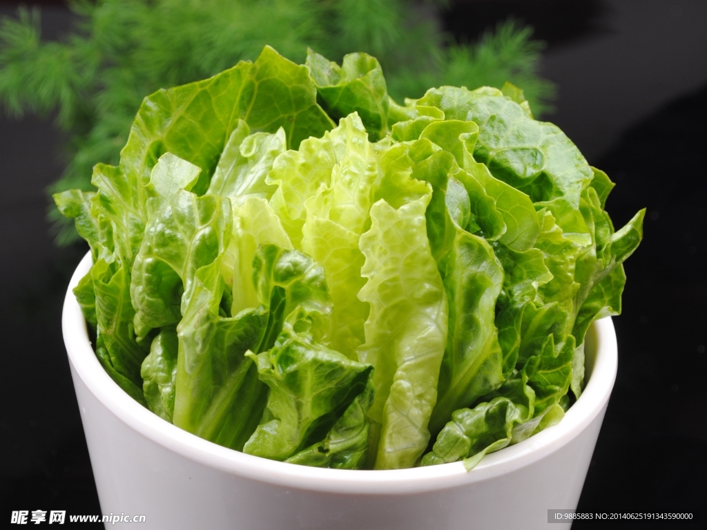 生菜