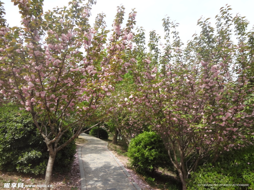 樱花树