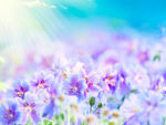 浪漫花丛