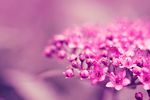 桃花丛