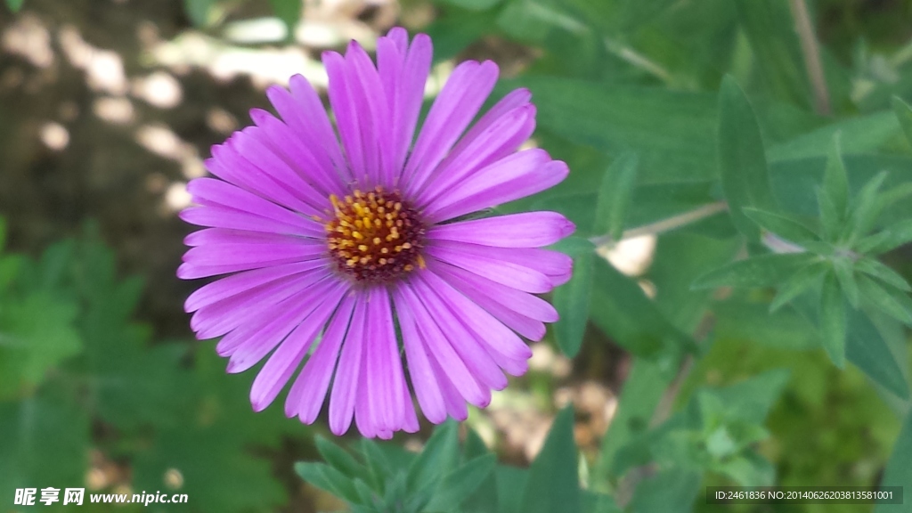 花