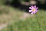 小花