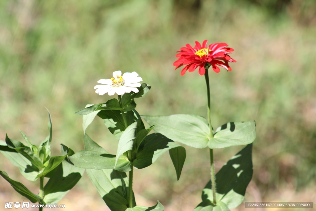小花