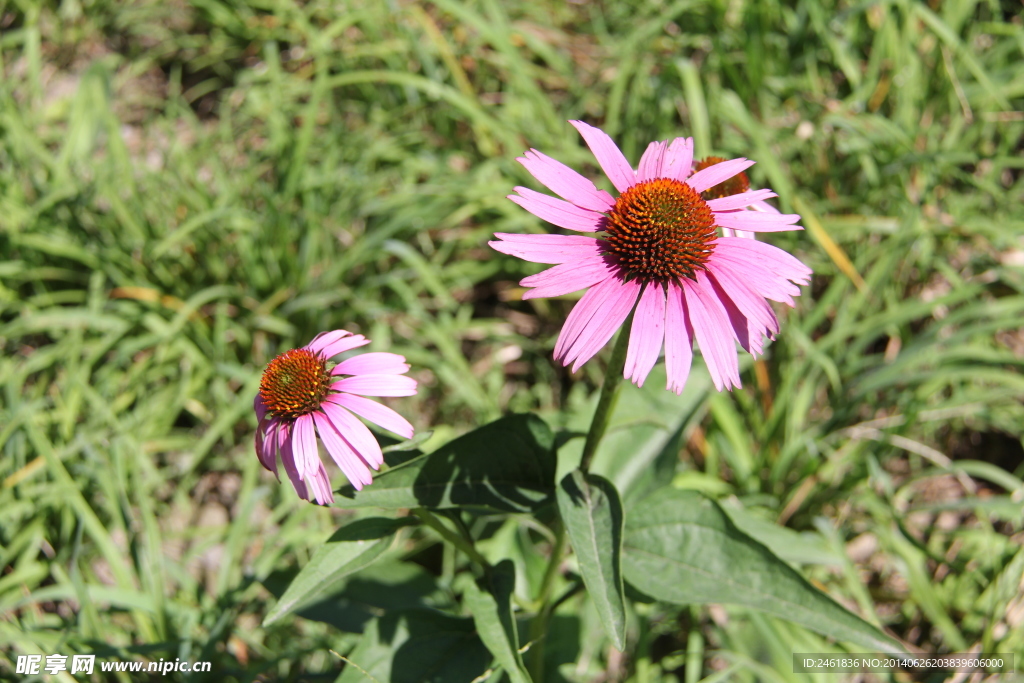 雏菊