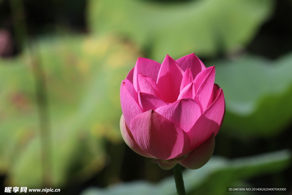 花蕾