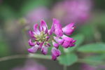 小花