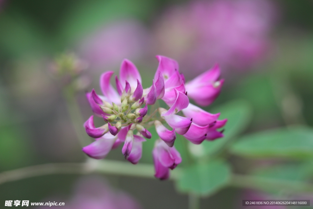 小花