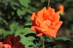 月季花