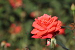 红色月季花