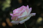 月季花