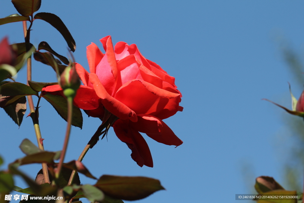 一支月季花