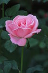 月季花