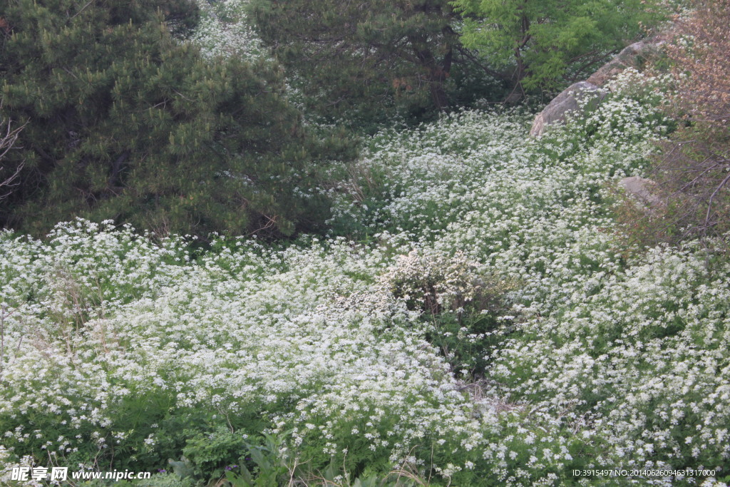 野花