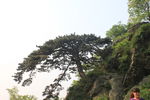 泰山