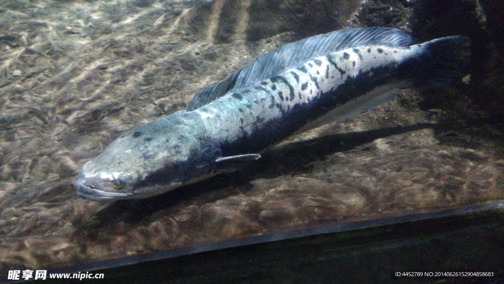 雌性巨骨舌鱼