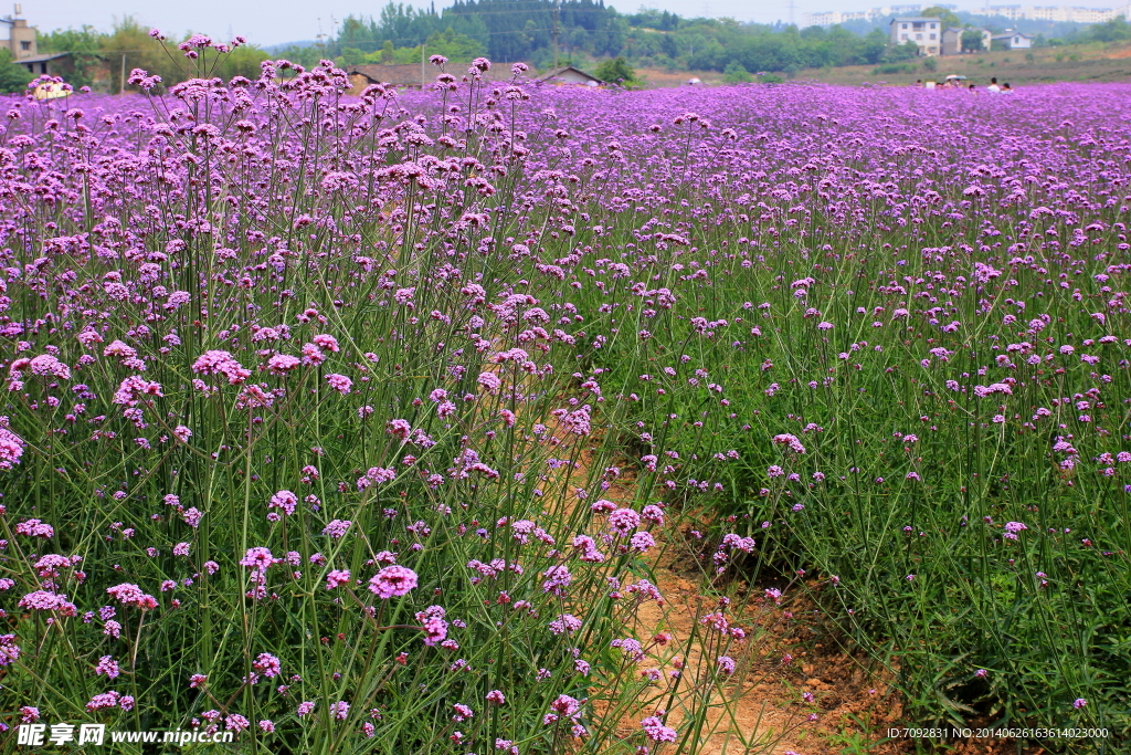 香草花