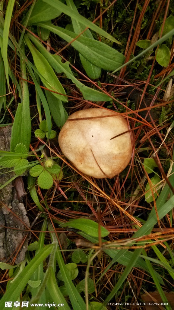 菌类