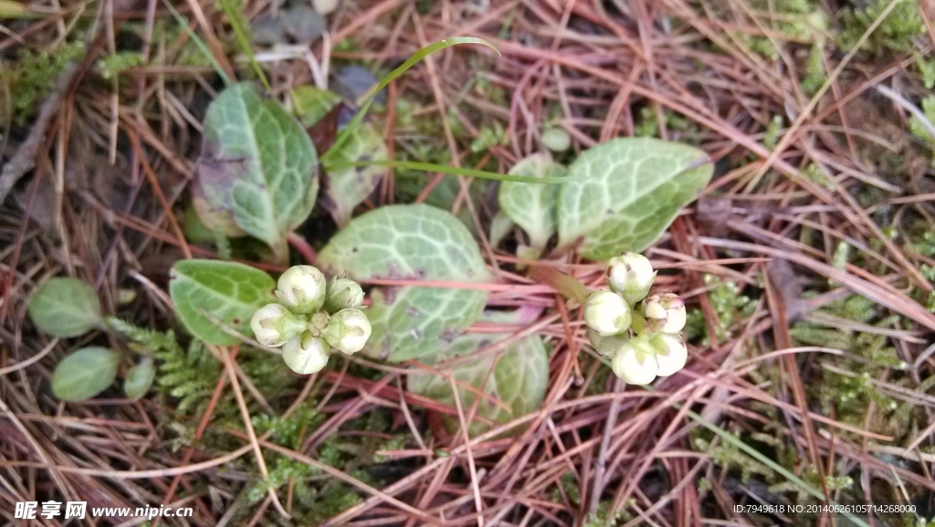 白色花植物