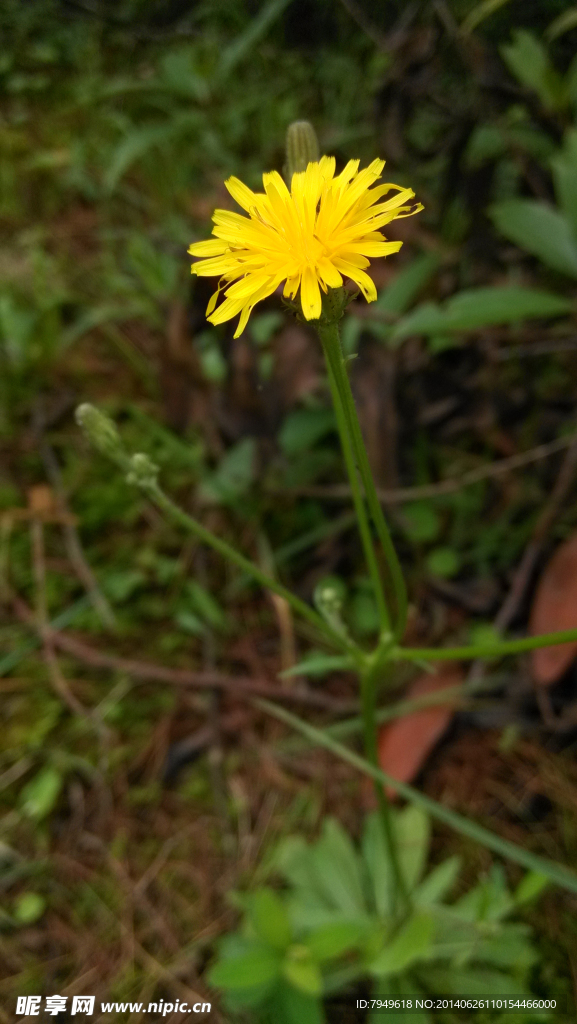 黄色小花