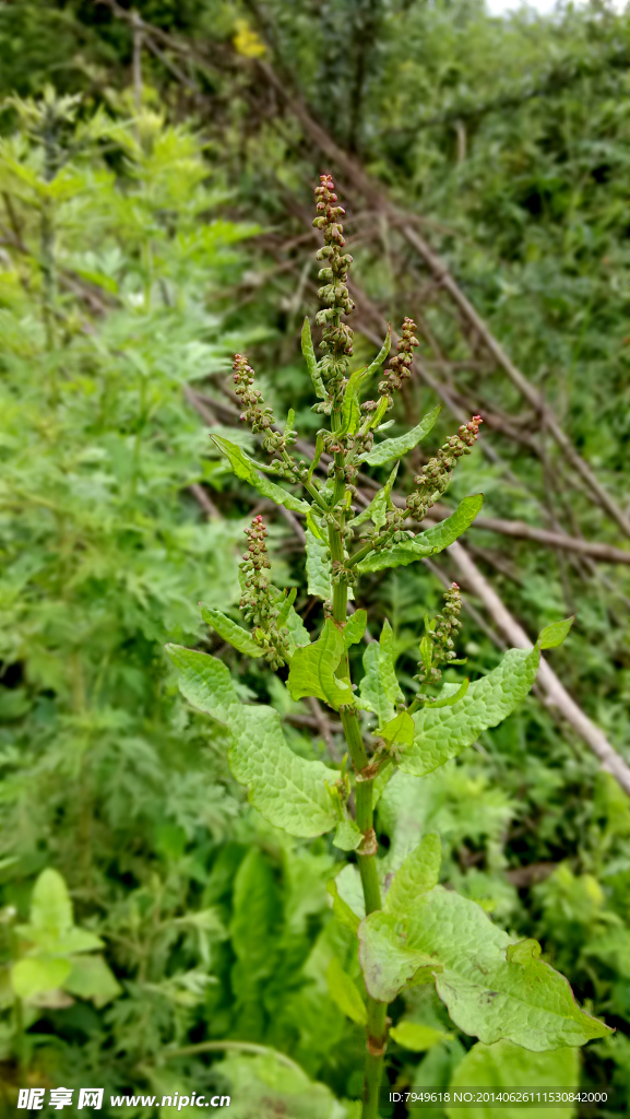 植物