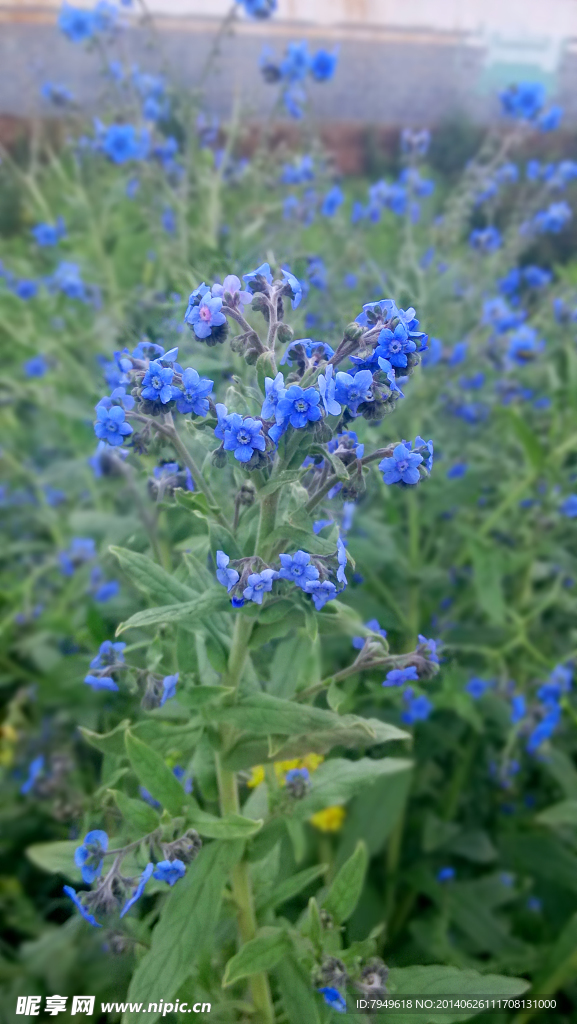 蓝花
