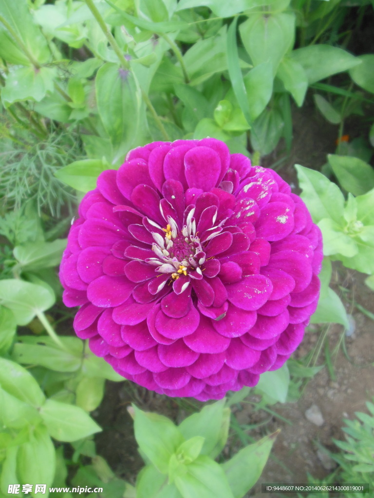 六月菊