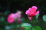 月季花
