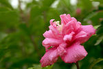 木槿花