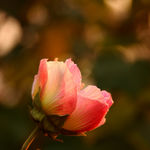 芙蓉花