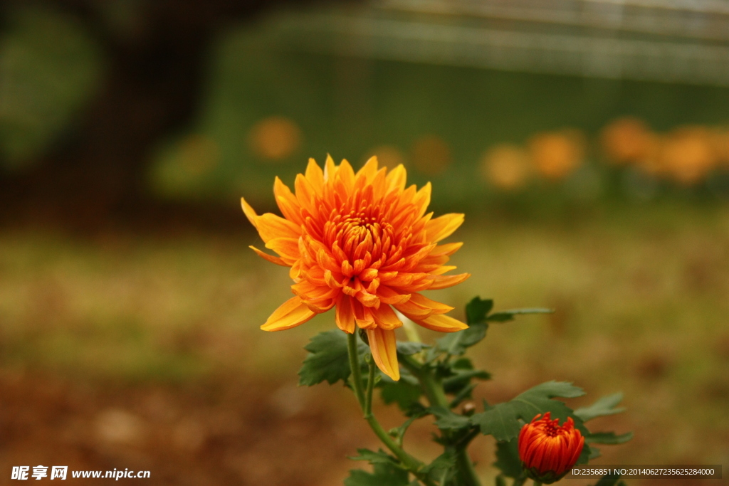 菊花