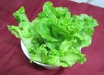 生菜