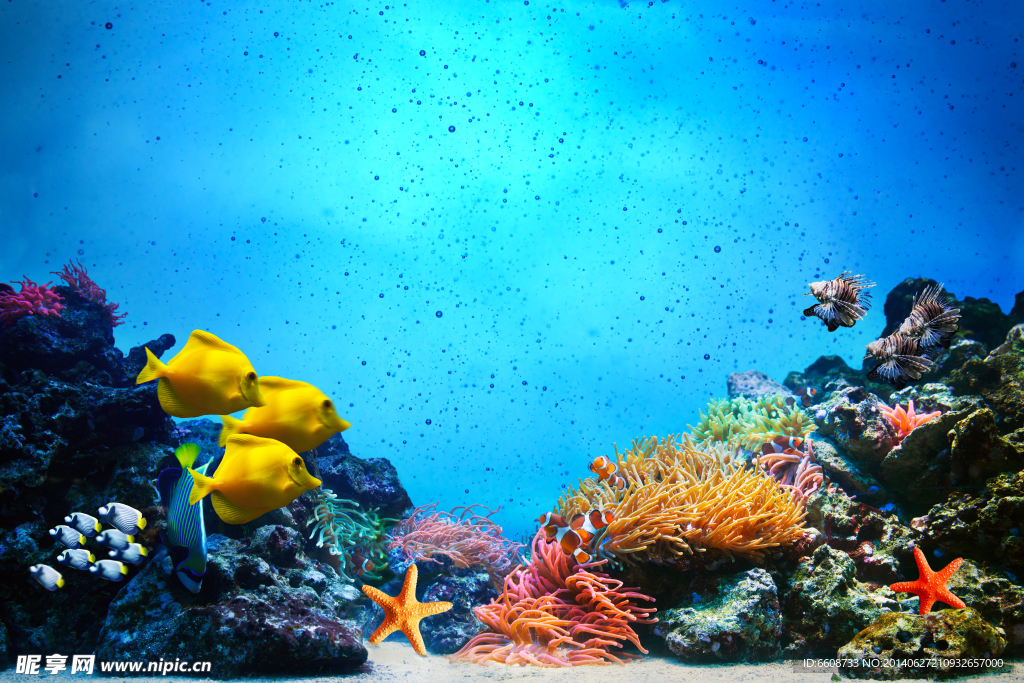 海底世界 海鱼