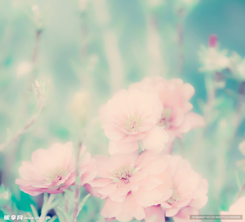 粉色花朵