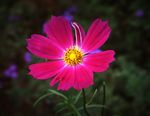 洛桑花