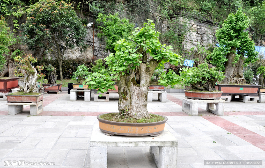 小树盆景