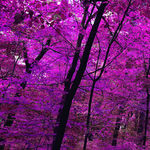 紫色树林