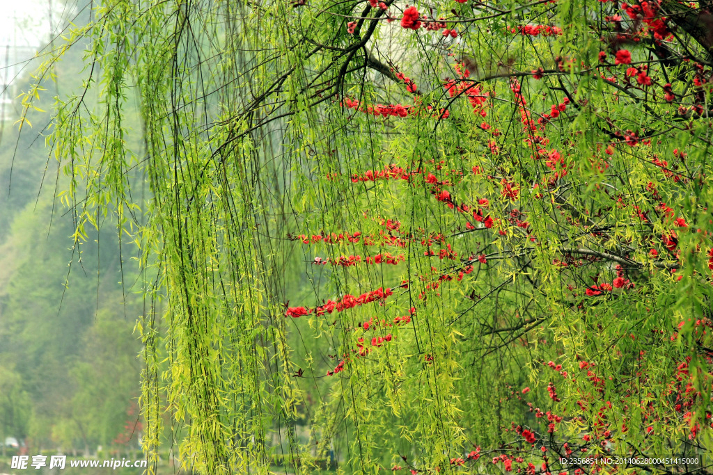 桃花