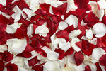 红白玫瑰花瓣