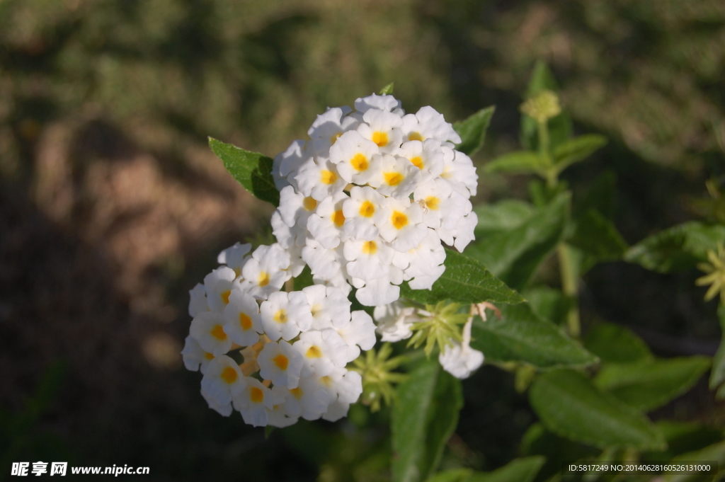 小白花